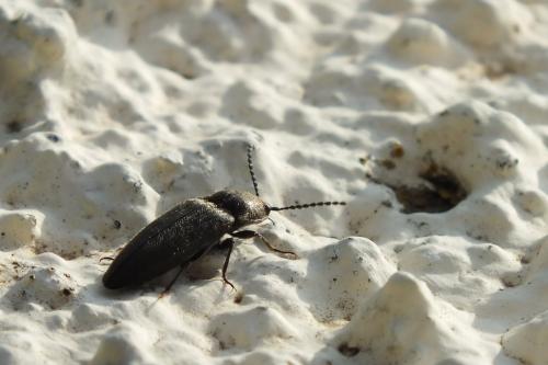 Cidnopus sp.