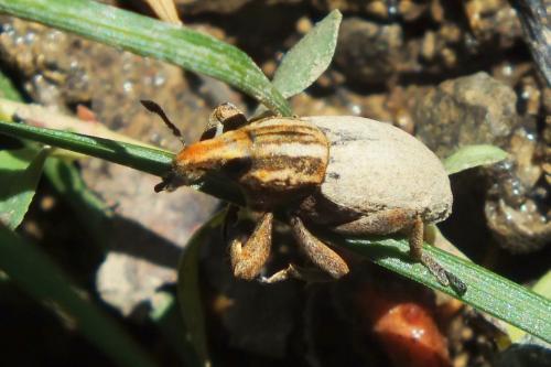 Réf. 152 985 : Pseudocleonus cinereus