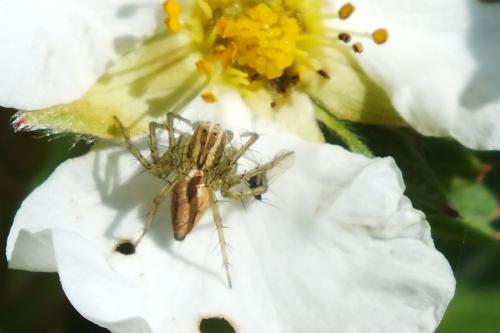 Réf. 152 002 : Oxyopes sp.