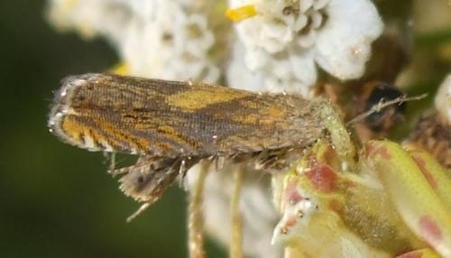 Dichrorampha vancouverana
