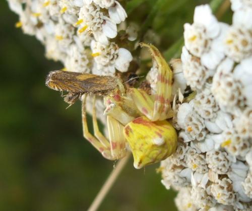 Dichrorampha vancouverana