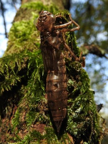 Aeshna cyanea