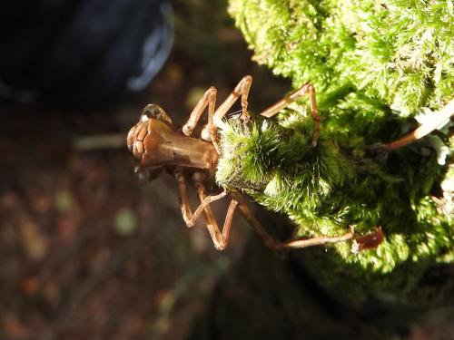 Aeshna cyanea