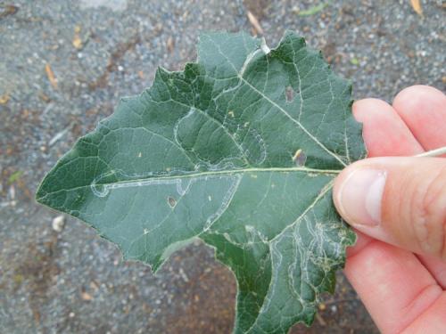 Réf. 152 808 : Phyllocnistis xenia