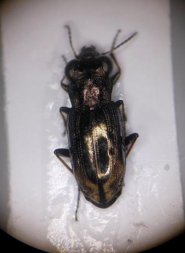 Réf. 152 380 : Notiophilus quadripunctatus