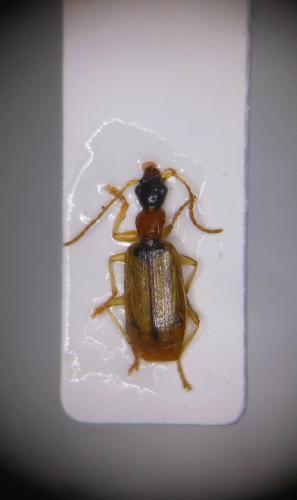 Réf. 152 833 : Demetrias atricapillus