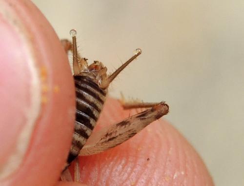 Gryllomorpha uclensis uclensis