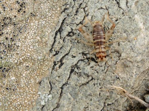 Gryllomorpha uclensis uclensis