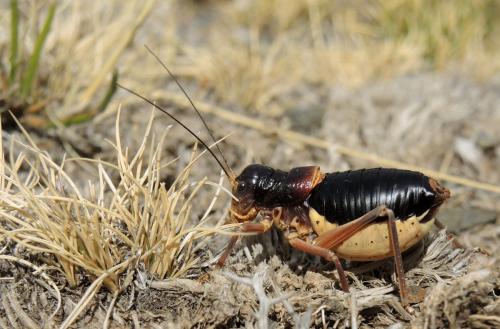 Baetica ustulata