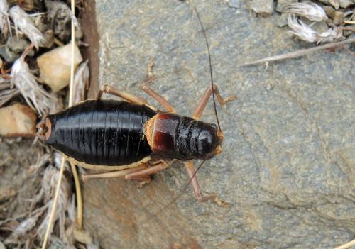 Réf. 152 036 : Baetica ustulata