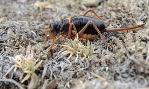 Réf. 152 037 : Baetica ustulata