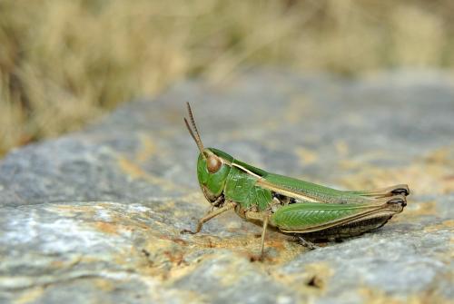 Omocestus panteli