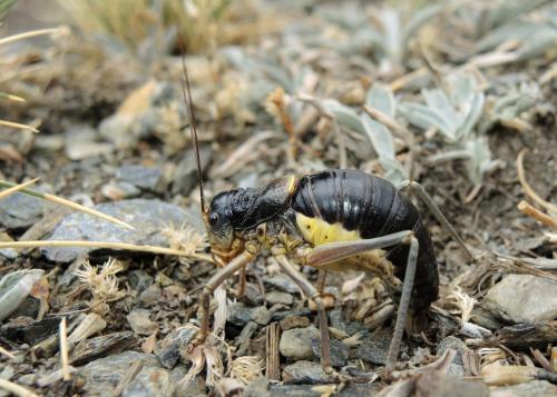 Baetica ustulata