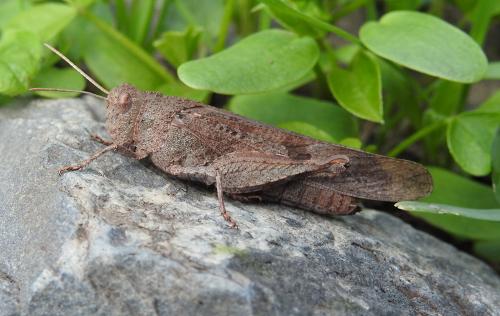 Oedipoda canariensis