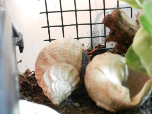 Coenobita rugosus
