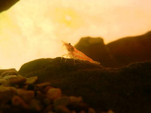 Neocaridina heteropoda