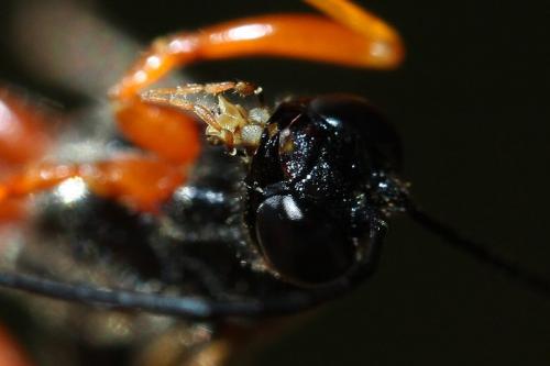 Dolichomitus mesocentrus