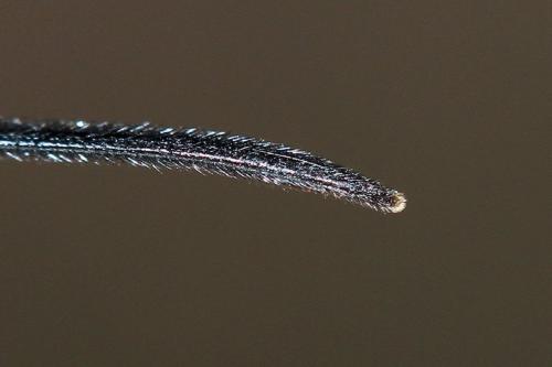 Dolichomitus mesocentrus