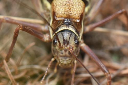 Ephippiger diurnus diurnus