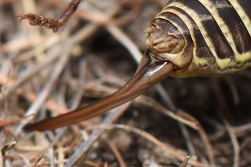 Ephippiger diurnus diurnus