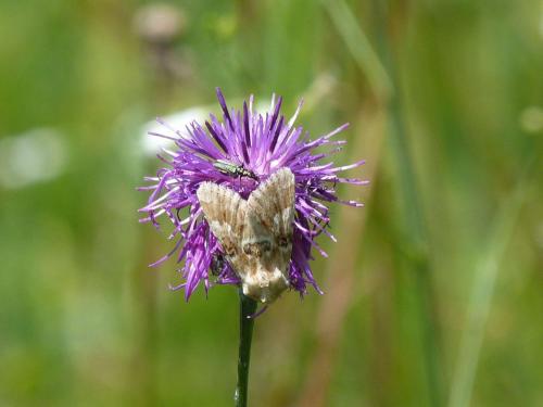 Eremobia ochroleuca