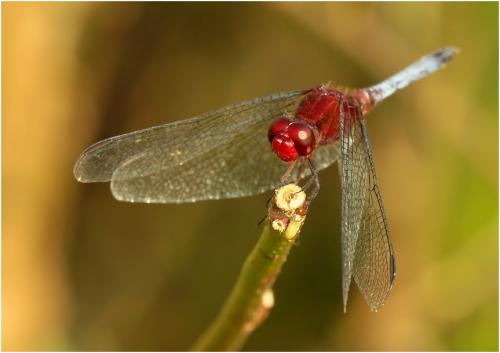 Réf. 152 881 : Erythrodiplax fusca