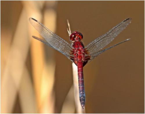 Réf. 152 886 : Erythrodiplax fusca
