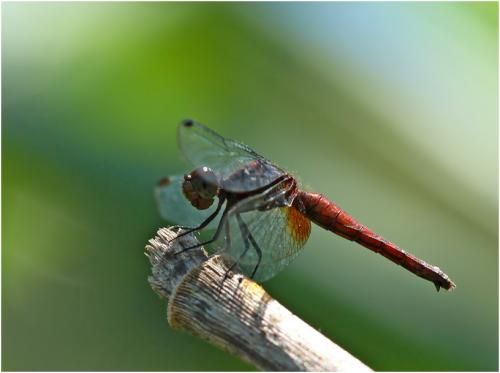 Réf. 152 887 : Erythrodiplax fusca