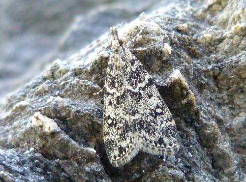 Eudonia murana