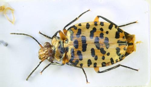 Eurycoleus poecilopterus