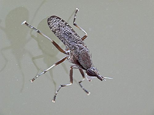 Euthycera sp.