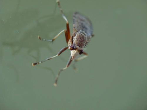 Euthycera sp.