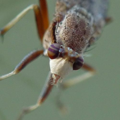 Euthycera sp.