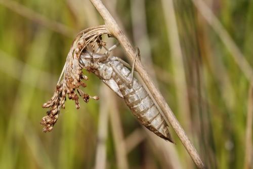Aeshna mixta