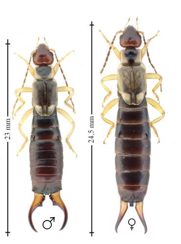 Forficula auricularia