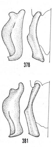Réf. 152 255 : Pygopleurus transcaucasicus