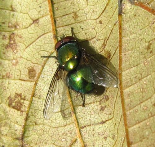 Lucilia sp.