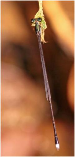 Forcepsioneura sp.