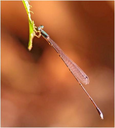 Forcepsioneura sp.
