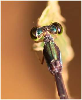 Forcepsioneura sp.