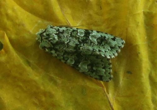 Griposia aprilina