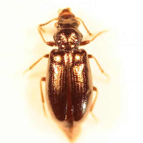 Réf. 152 978 : Rabocerus foveolatus