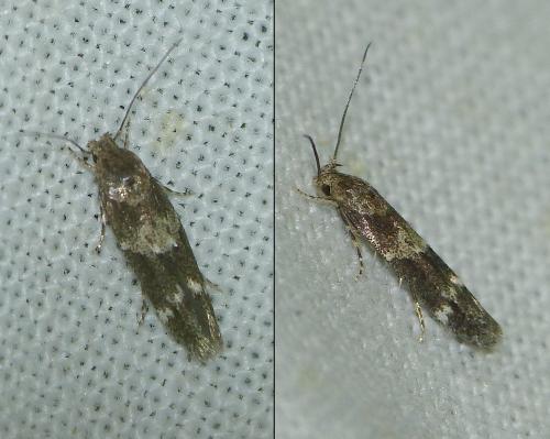 Mompha subbistrigella