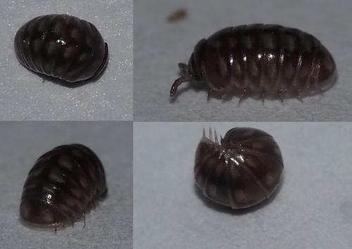 Réf. 152 016 : Glomeris marginata