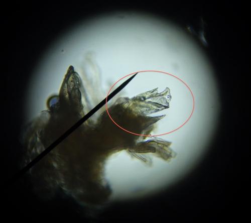 Réf. 152 975 : Cylindroiulus truncorum