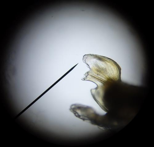 Cylindroiulus londinensis