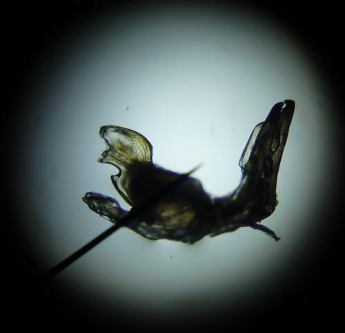 Cylindroiulus londinensis