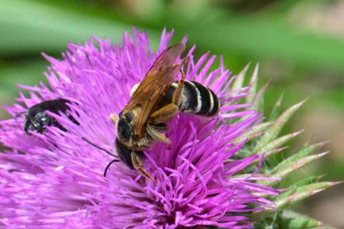 Halictus quadricinctus