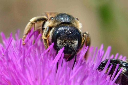 Halictus quadricinctus