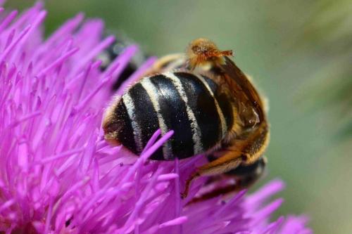 Halictus quadricinctus